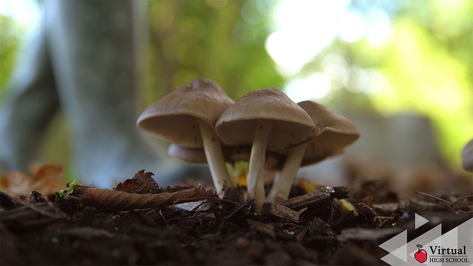 Mushrooms on the forest floor.